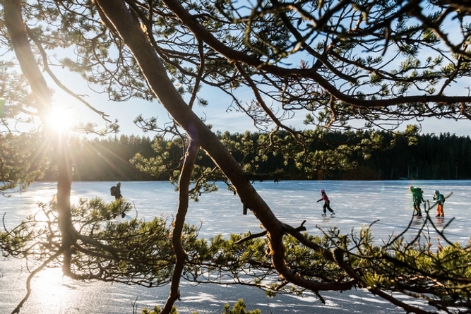 Barn promenerar i skog