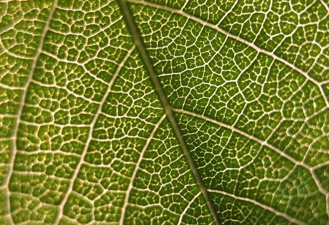 Närbild av ett grönt blad som visar detaljerad venstruktur och cellmönster.