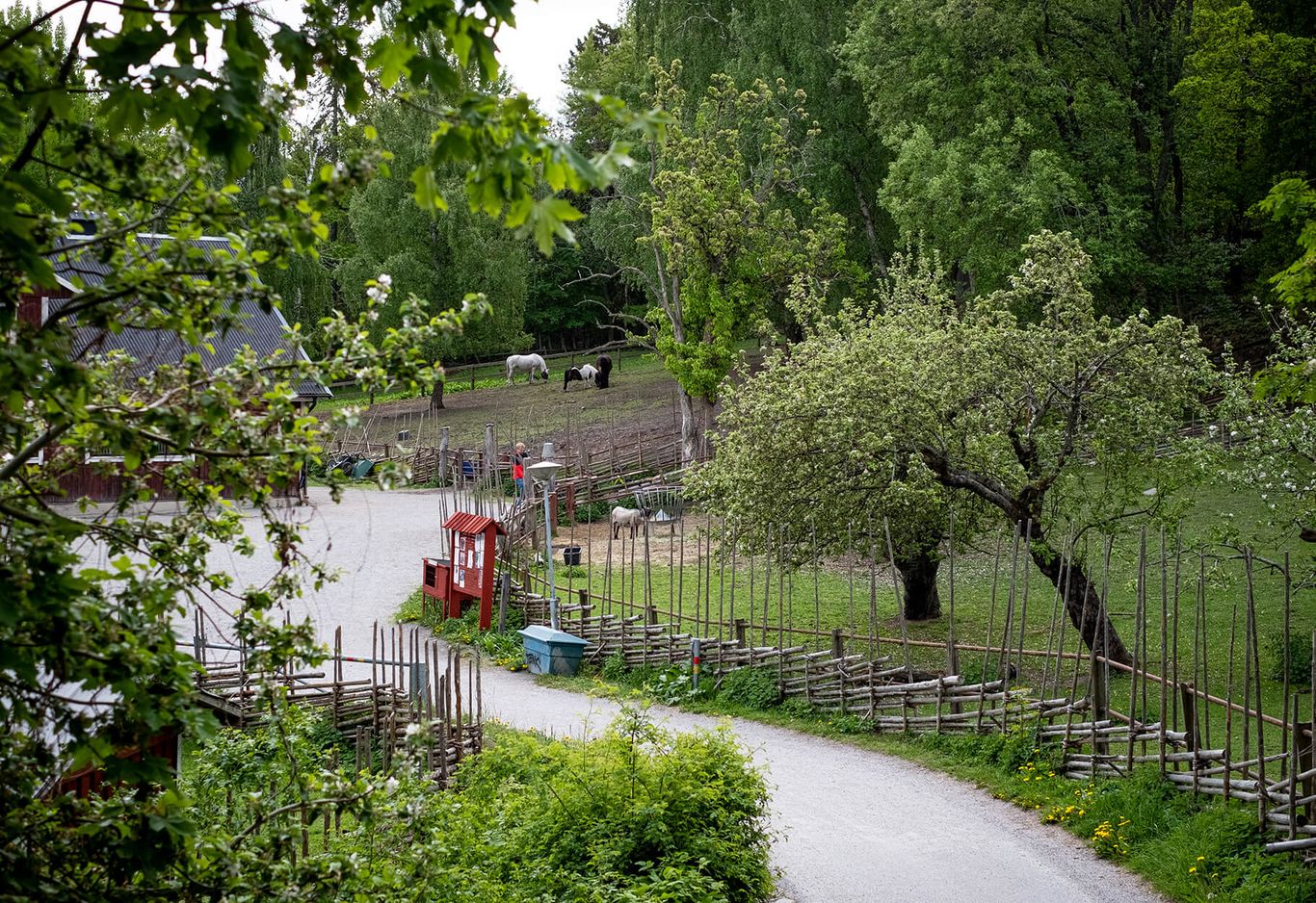 Slingrande landsväg med staket som leder till en lada. Hästar som betar i närheten