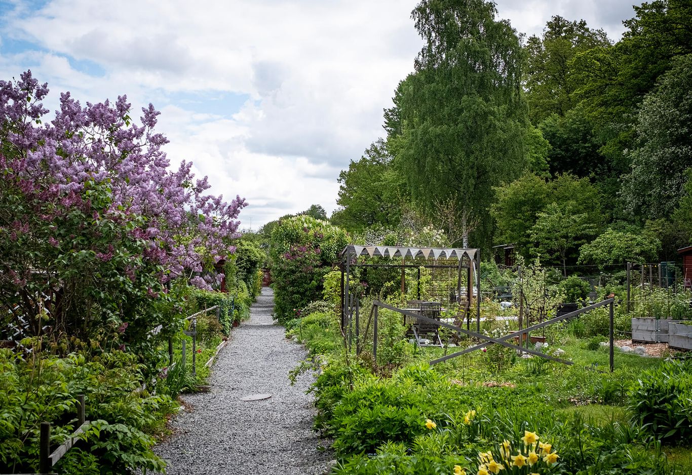 En grusgång genom en lummig trädgård med blommande lila blommor, grönska och en träberså, Vintervikens trädgård