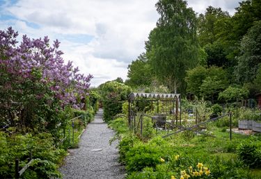 En grusgång genom en lummig trädgård med blommande lila blommor, grönska och en träberså, Vintervikens trädgård