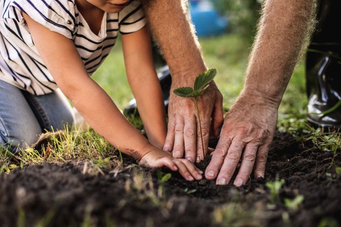 Barn- och vuxenhänder planterar en liten planta i jord utomhus på en solig dag.
